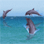 LeS dAuPhInS